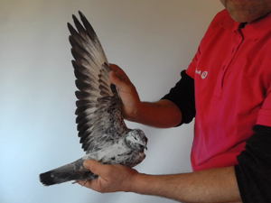 Pigeon image