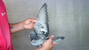 Pigeon image