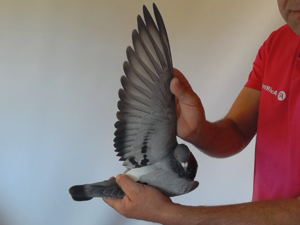 Pigeon image