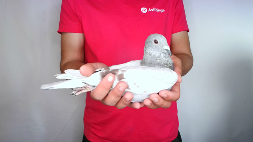 Pigeon image