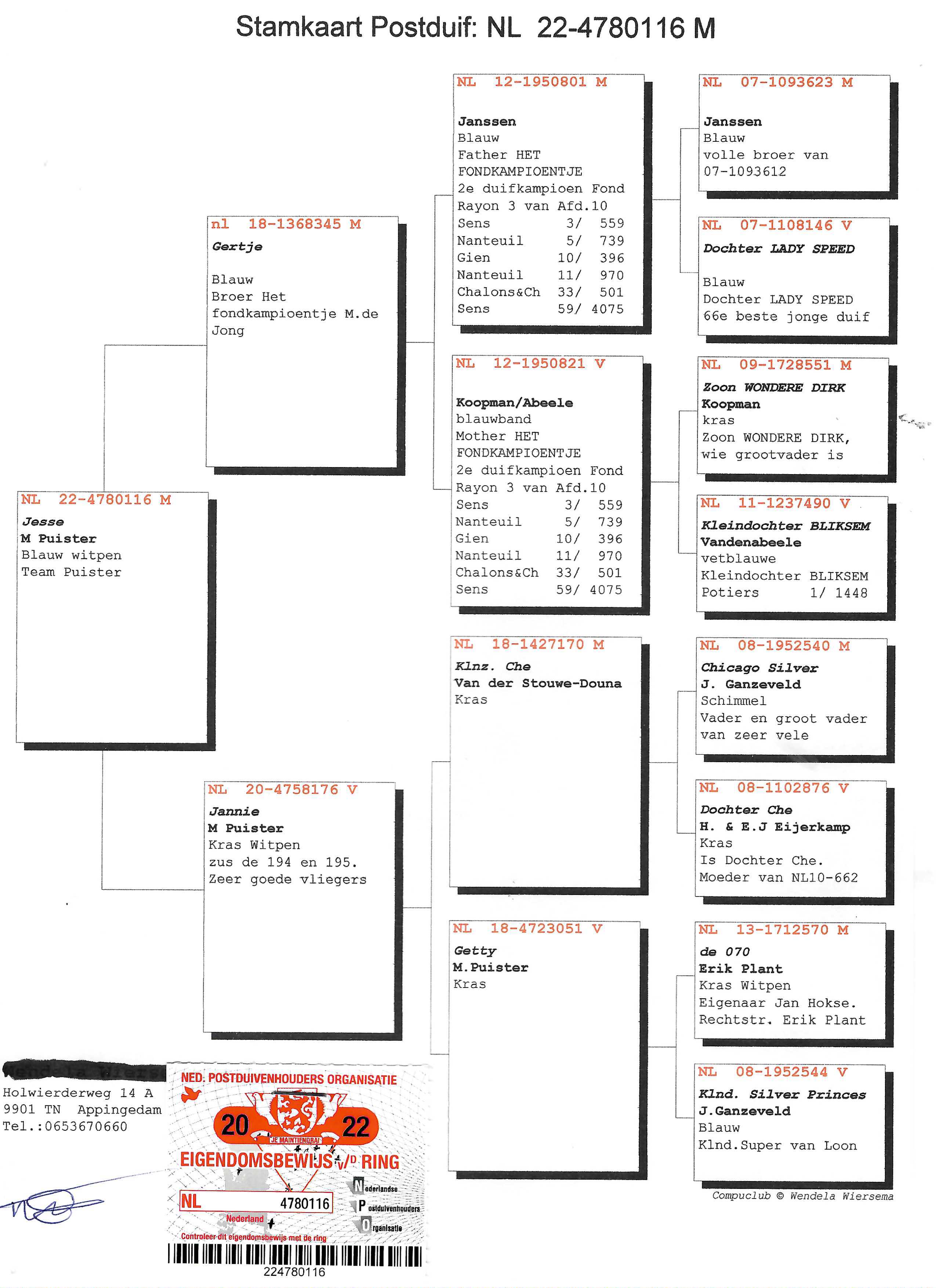 Pigeon pedigree image