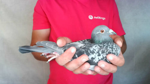 Pigeon image
