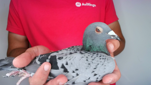 Pigeon image