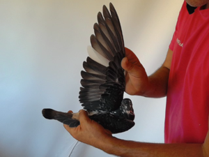 Pigeon image