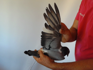 Pigeon image