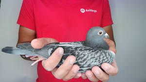 Pigeon image