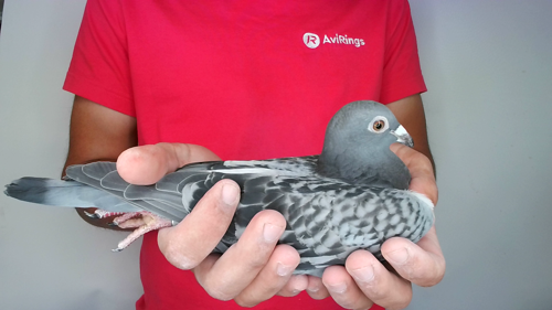 Pigeon image