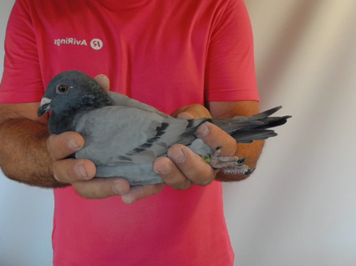 Pigeon image