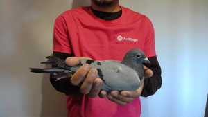 Pigeon image