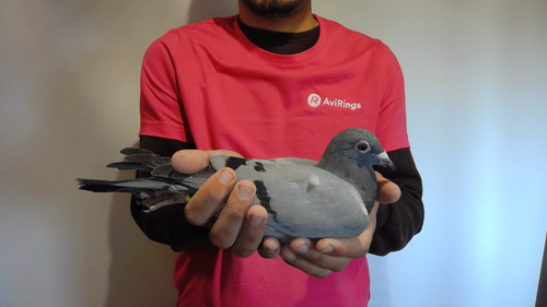 Pigeon image