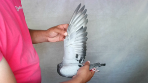 Pigeon image