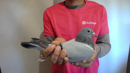 Pigeon image