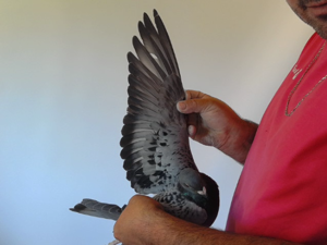 Pigeon image