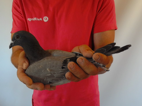 Pigeon image