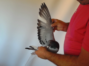 Pigeon image