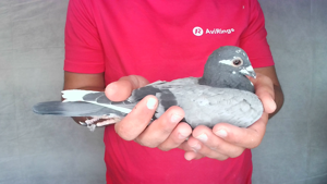 Pigeon image