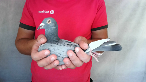 Pigeon image
