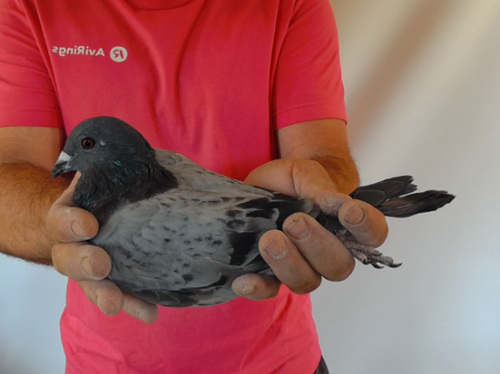 Pigeon image