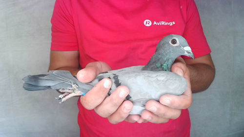 Pigeon image