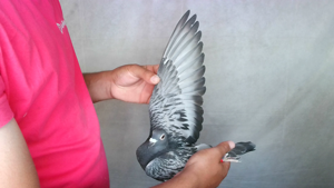 Pigeon image