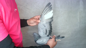 Pigeon image