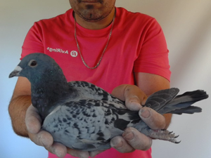 Pigeon image