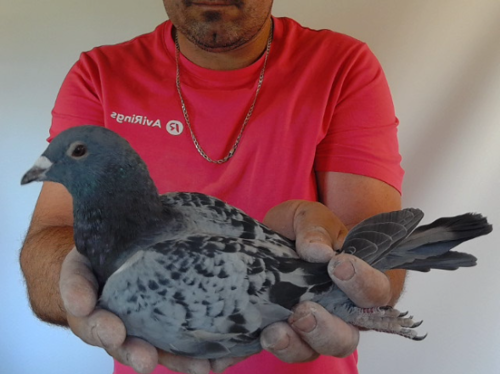 Pigeon image