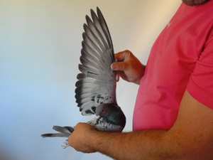 Pigeon image