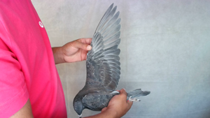 Pigeon image