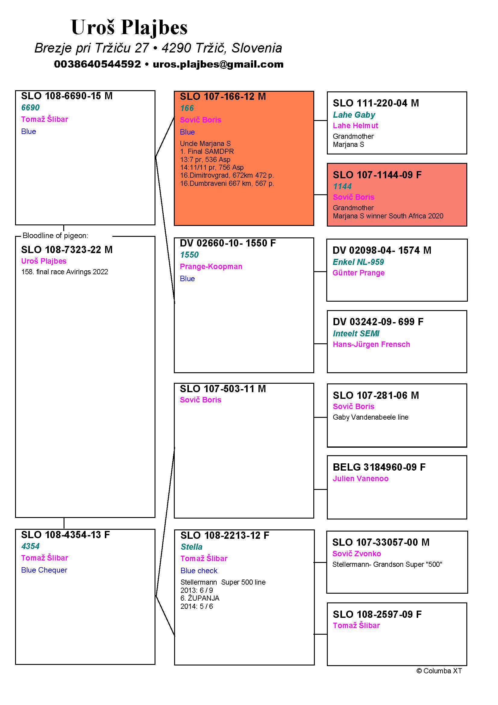 Pigeon pedigree image