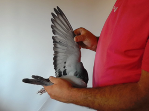 Pigeon image