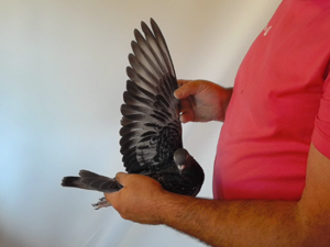 Pigeon image