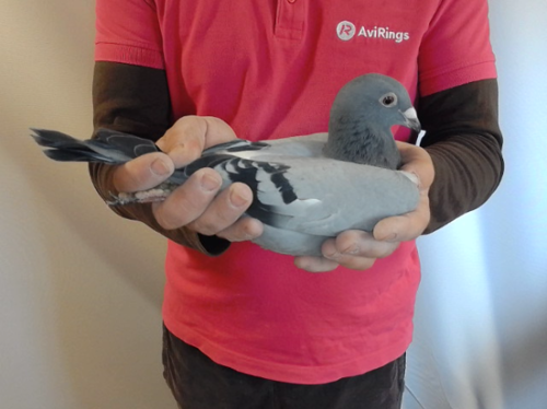 Pigeon image