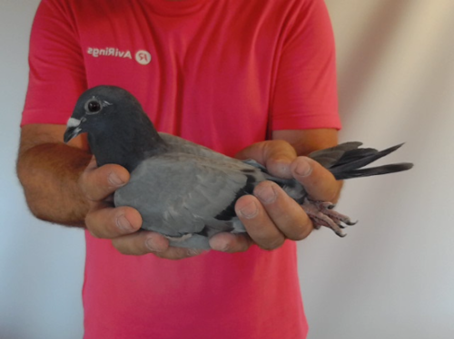 Pigeon image