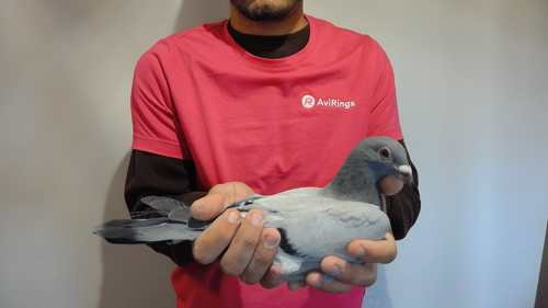 Pigeon image