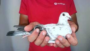 Pigeon image