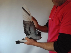 Pigeon image