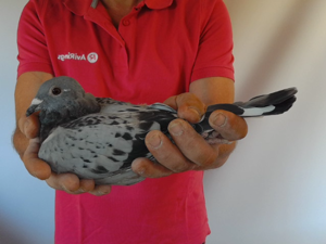 Pigeon image