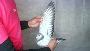 Pigeon image