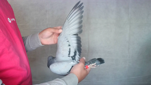 Pigeon image