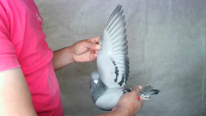 Pigeon image