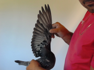 Pigeon image