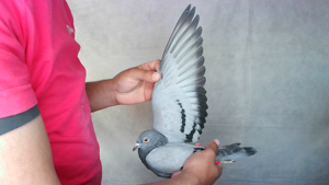 Pigeon image