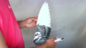 Pigeon image