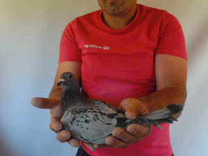 Pigeon image