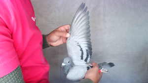 Pigeon image
