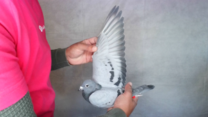 Pigeon image