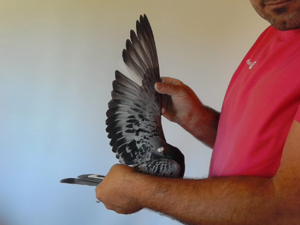 Pigeon image