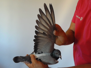 Pigeon image