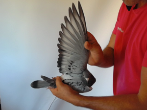 Pigeon image